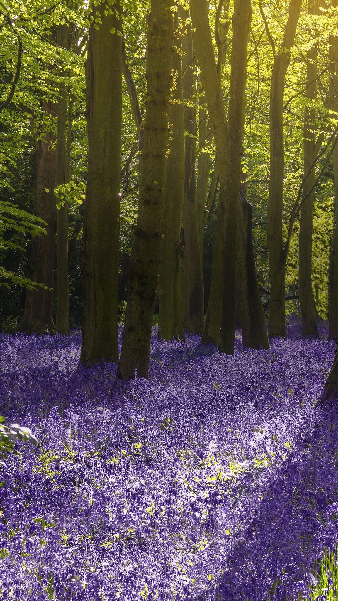 Portrait of sun rays falling on sea of bluebells in woods